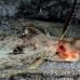 gurnard_helmet_sb_gld_h_0025_kom1642.jpg